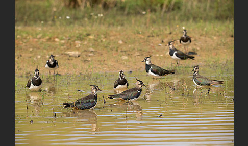 Kiebitz (Vanellus vanellus)