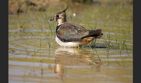 Kiebitz (Vanellus vanellus)