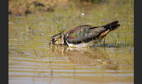 Kiebitz (Vanellus vanellus)