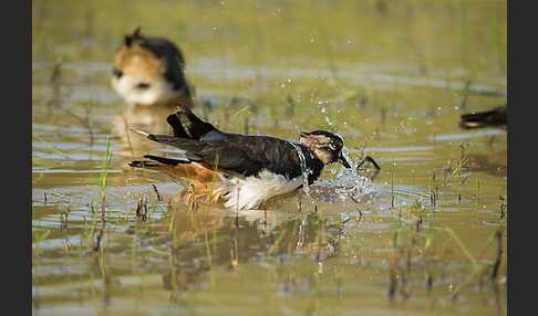 Kiebitz (Vanellus vanellus)