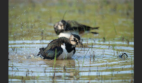 Kiebitz (Vanellus vanellus)