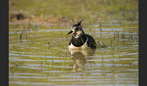 Kiebitz (Vanellus vanellus)