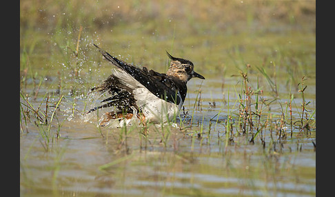 Kiebitz (Vanellus vanellus)