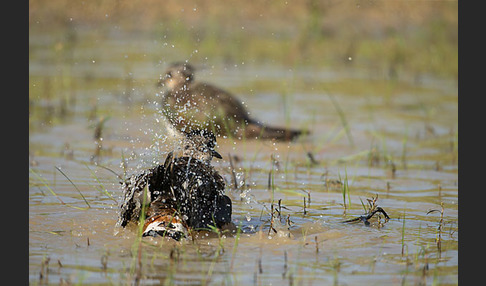 Kiebitz (Vanellus vanellus)