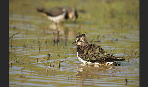 Kiebitz (Vanellus vanellus)