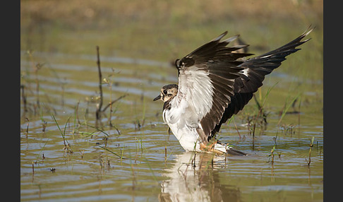 Kiebitz (Vanellus vanellus)