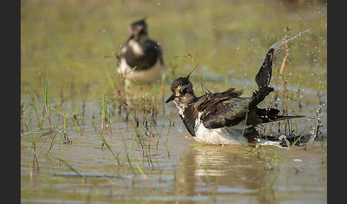 Kiebitz (Vanellus vanellus)