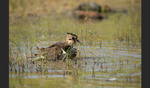 Kiebitz (Vanellus vanellus)