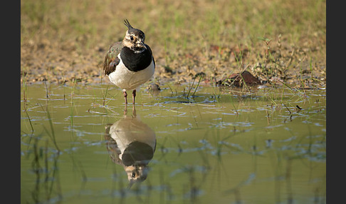 Kiebitz (Vanellus vanellus)