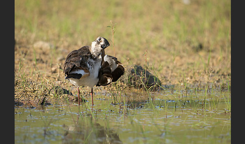 Kiebitz (Vanellus vanellus)