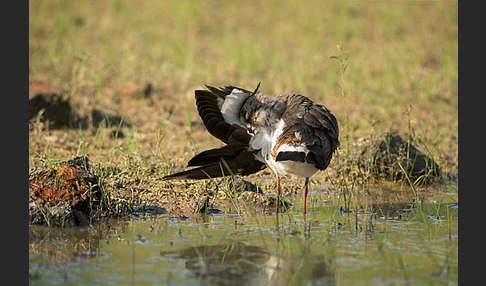 Kiebitz (Vanellus vanellus)