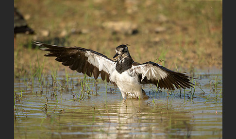 Kiebitz (Vanellus vanellus)