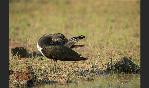 Kiebitz (Vanellus vanellus)