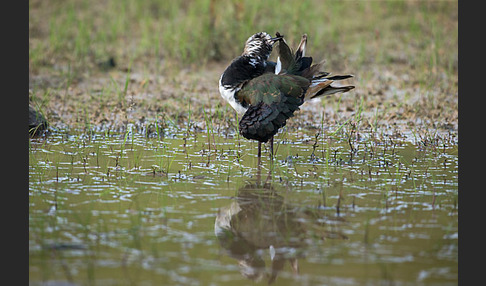 Kiebitz (Vanellus vanellus)