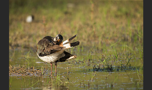 Kiebitz (Vanellus vanellus)