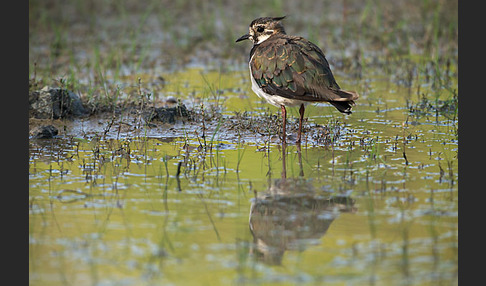 Kiebitz (Vanellus vanellus)