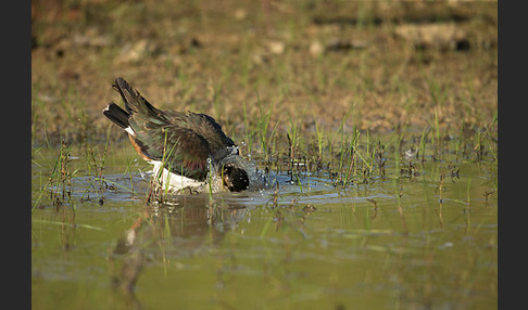 Kiebitz (Vanellus vanellus)