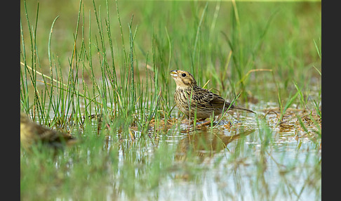 Grauammer (Miliaria calandra)