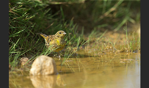 Goldammer (Emberiza citrinella)