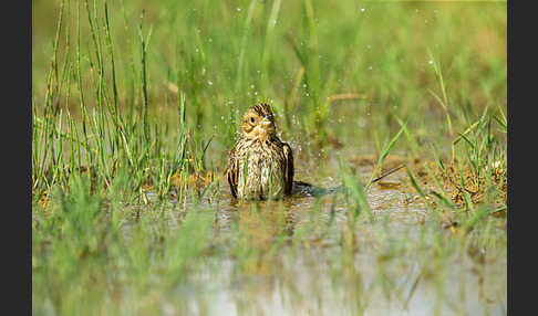 Grauammer (Miliaria calandra)