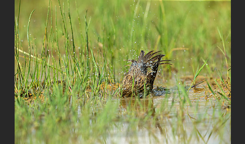 Grauammer (Miliaria calandra)