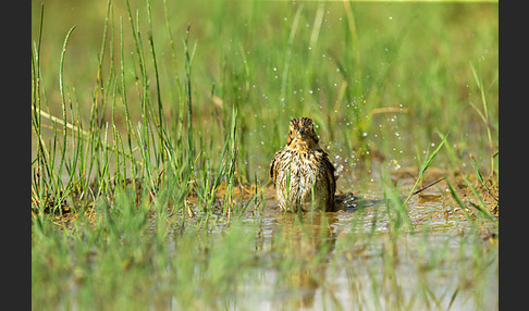 Grauammer (Miliaria calandra)