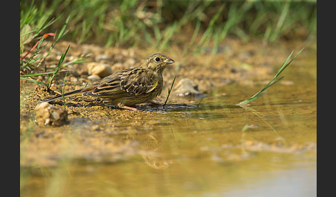 Goldammer (Emberiza citrinella)