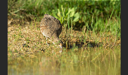 Rebhuhn (Perdix perdix)