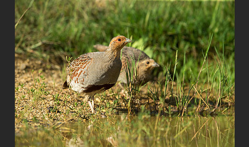 Rebhuhn (Perdix perdix)