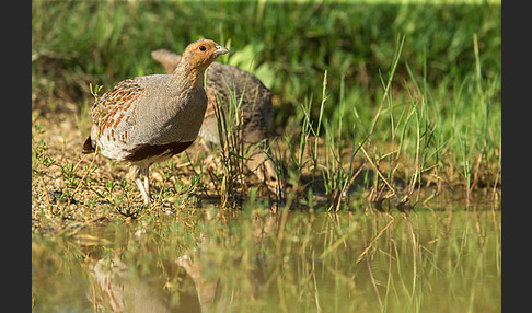 Rebhuhn (Perdix perdix)