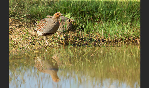 Rebhuhn (Perdix perdix)