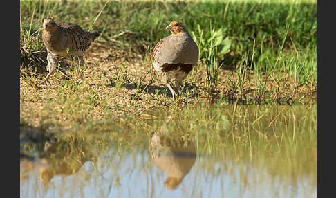 Rebhuhn (Perdix perdix)