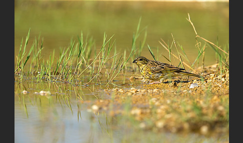 Goldammer (Emberiza citrinella)