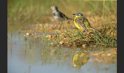 Bachstelze (Motacilla alba)