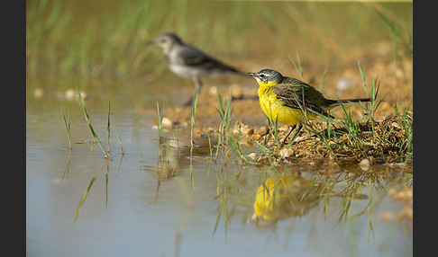 Bachstelze (Motacilla alba)