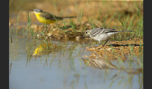 Bachstelze (Motacilla alba)