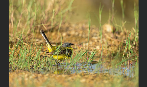 Wiesenschafstelze (Motacilla flava)