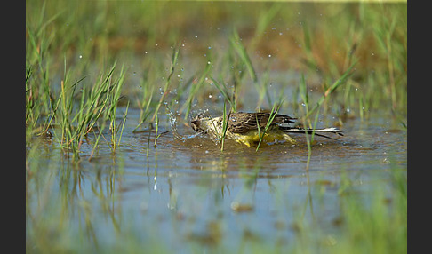 Wiesenschafstelze (Motacilla flava)