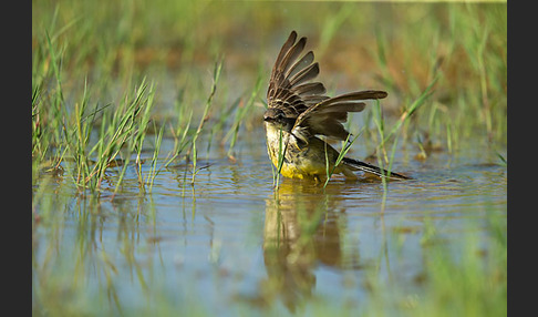 Wiesenschafstelze (Motacilla flava)