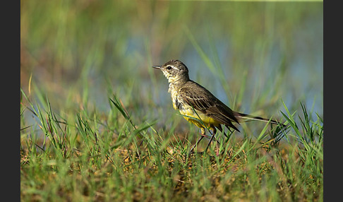 Wiesenschafstelze (Motacilla flava)