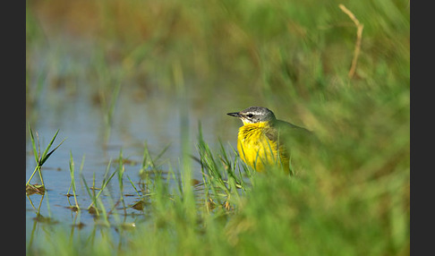 Wiesenschafstelze (Motacilla flava)