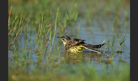 Wiesenschafstelze (Motacilla flava)