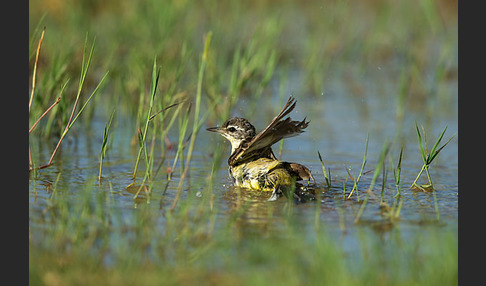 Wiesenschafstelze (Motacilla flava)