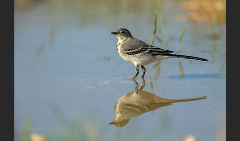 Bachstelze (Motacilla alba)