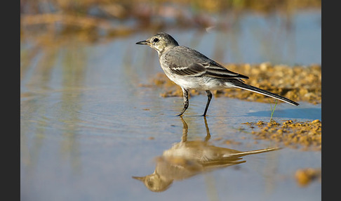 Bachstelze (Motacilla alba)