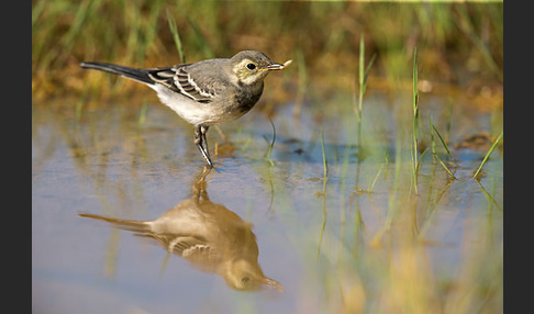 Bachstelze (Motacilla alba)