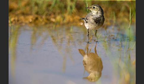 Bachstelze (Motacilla alba)