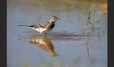 Bachstelze (Motacilla alba)