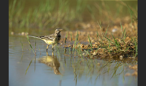 Wiesenschafstelze (Motacilla flava)