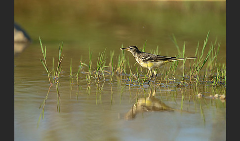 Wiesenschafstelze (Motacilla flava)